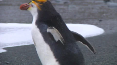 Royal penguin Stock Footage 1393382