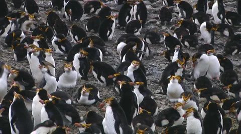 Royal penguin Stock Footage 1399247