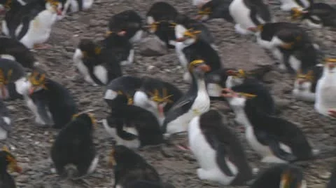 Royal penguin Stock Footage 10766897