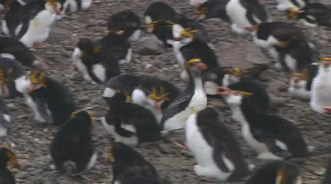 Royal penguin Stock Footage 10767813