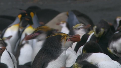 Royal penguin walks through a group Video stock 88160133