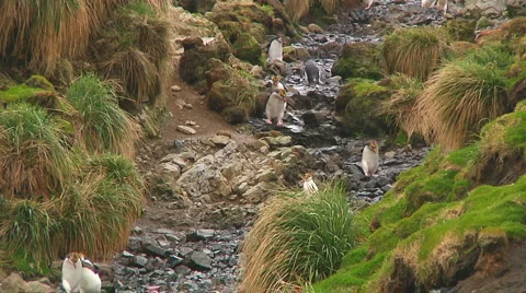 Royal penguins Stock Footage 1398017