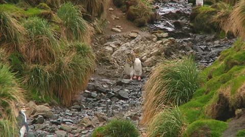 Royal penguins Stock Footage 1399286