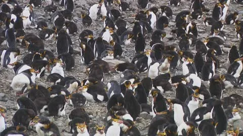 Royal penguins Stock Footage 10766771