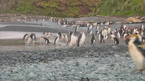 Royal penguins Stock Footage 10766848