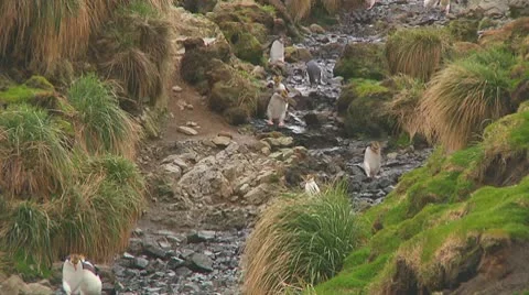 Royal penguins Stock Footage 10766869
