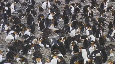 Royal penguins Stock Footage 10767749