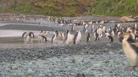 Royal penguins Video stock 10767788