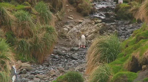 Royal penguins Stock Footage 10767809