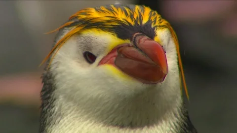 Royal Penguins HD Stock Footage 70382249