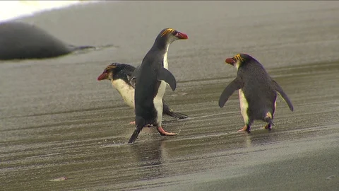 Royal Penguins HD Stock Footage 70391432
