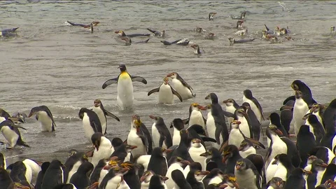 Royal Penguins HD Stock Footage 70393539