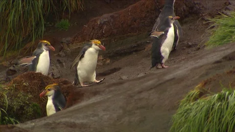 Royal Penguins HD Stock Footage 70393904