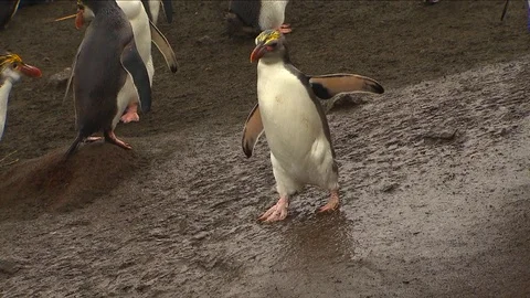 Royal Penguins HD Stock Footage 70394576