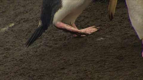Royal Penguins HD Stock Footage 70395403