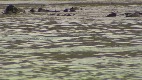 Royal Penguins HD Stock Footage 70395525