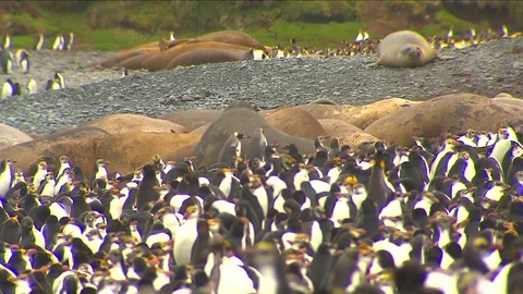 Royal Penguins HD Stock Footage 70395762