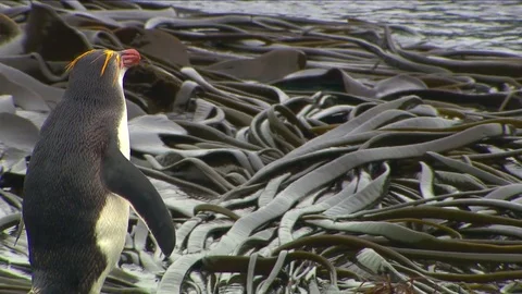 Royal Penguins HD Stock Footage 70396361
