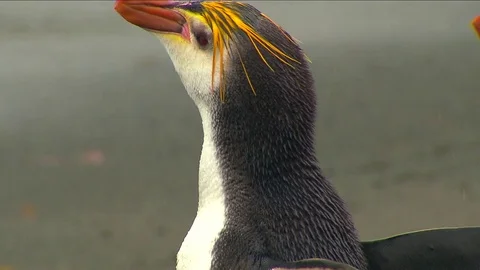 Royal Penguins HD Stock Footage 70396748