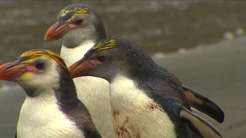 Royal Penguins HD Stock Footage 70396816