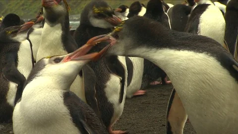 Royal Penguins HD Stock Footage 70397462