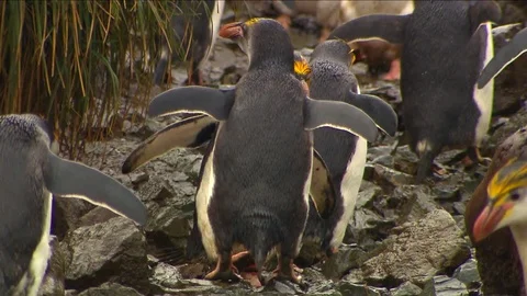 Royal Penguins HD Stock Footage 70397996
