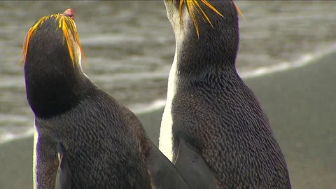 Royal Penguins HD Stock Footage 70398465