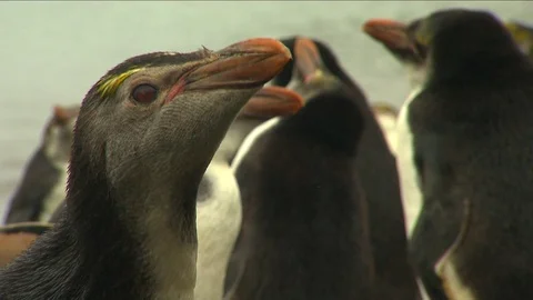 Royal Penguins HD Stock Footage 70398520