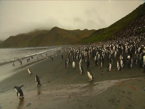 Royal Penguins HD Stock Footage 70398927