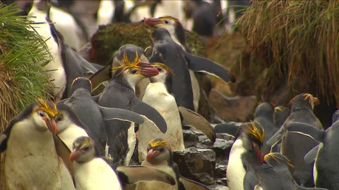 Royal Penguins HD Stock Footage 70398935