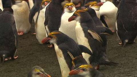 Royal Penguins HD Stock Footage 70398986