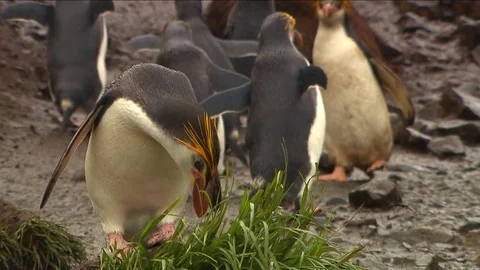 Royal Penguins HD Stock Footage 70399410