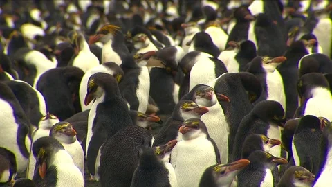Royal Penguins HD Stock Footage 70399601