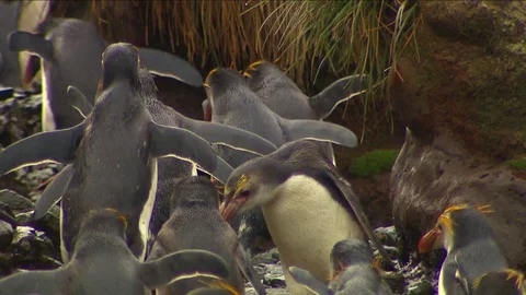 Royal Penguins HD Stock Footage 70400288