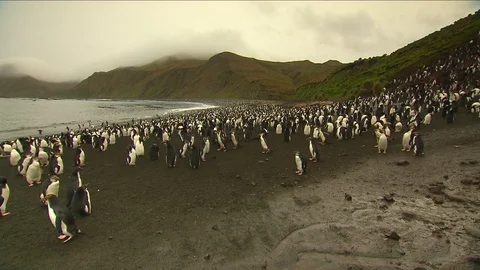 Royal Penguins HD Stock Footage 70400975