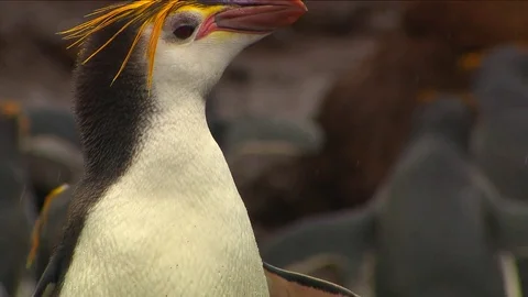 Royal Penguins HD Stock Footage 70402225