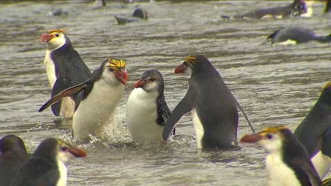 Royal Penguins HD Stock Footage 70403822