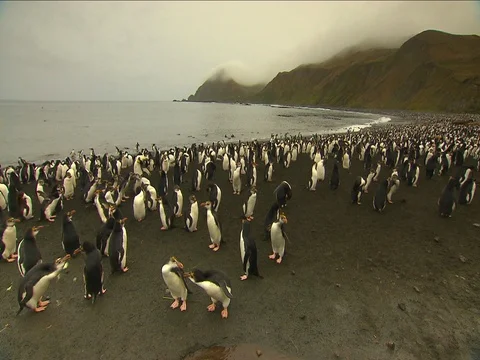 Royal Penguins HD Stock Footage 70403864