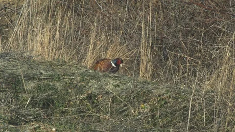 Royal pheasant grazes and walks in the grass. Steppe flora and fauna. Wildlife Stock Footage 312147909