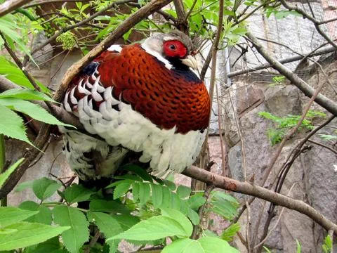 Royal pheasant Stock Photos