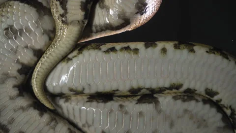 Royal phytons, camera rushed down Stock-Footage 112633392