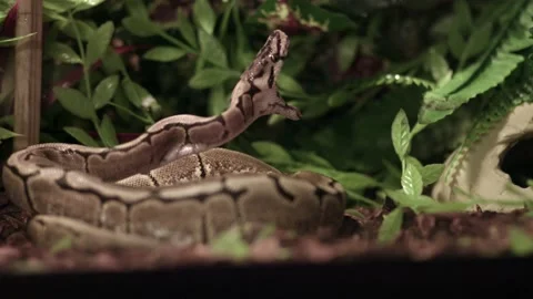 Royal Python - Ball Python Opening Its Mouth After Eating A Rodent. - Stock Footage 159207517