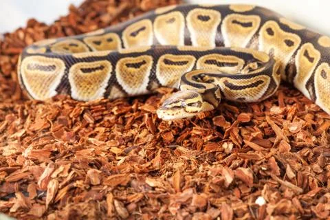 Royal python bedding close up picture in terrarium 写真素材