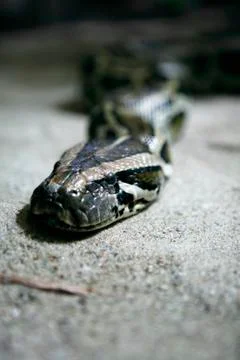 Royal Python, Berlin, Germany Stock-Fotos