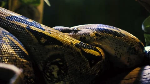 Royal python on black background stock footage Stock-Footage 200406768