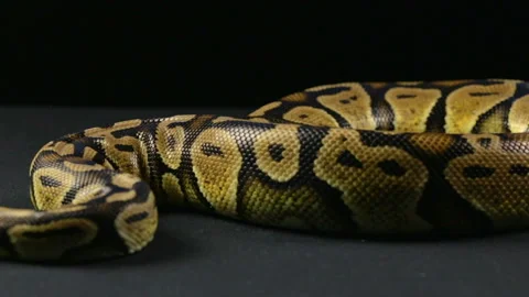 Royal python on black surface Stock-Footage 88637074