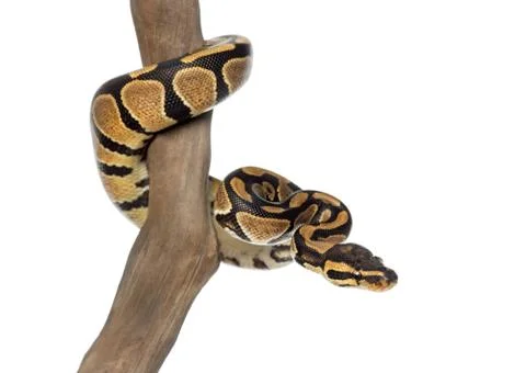 Royal python on a branch, Python regius, isolated on white 写真素材