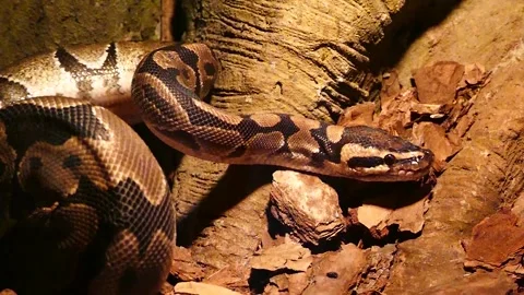 Royal python on brown woody backgroundhisses in slow motion. Video stock 162776495