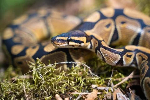 Royal python close-up. A graceful and graceful snake. Cold-blooded. Stock-Fotos