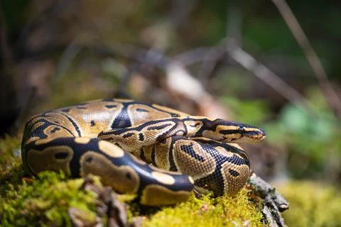 Royal python close-up. Snake curled up in a ball on a blurred background. Life Stock-Fotos
